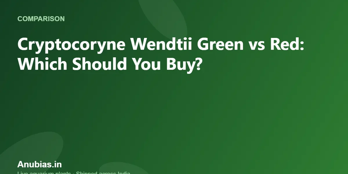 Cryptocoryne Wendtii Green vs Red: Which Should You Buy? – Anubias.in
