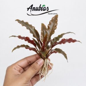 Cryptocoryne Wendtii 'Red' (Bronze)