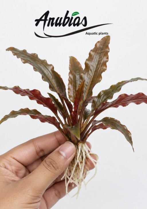 Cryptocoryne Wendtii 'Red' (Bronze)