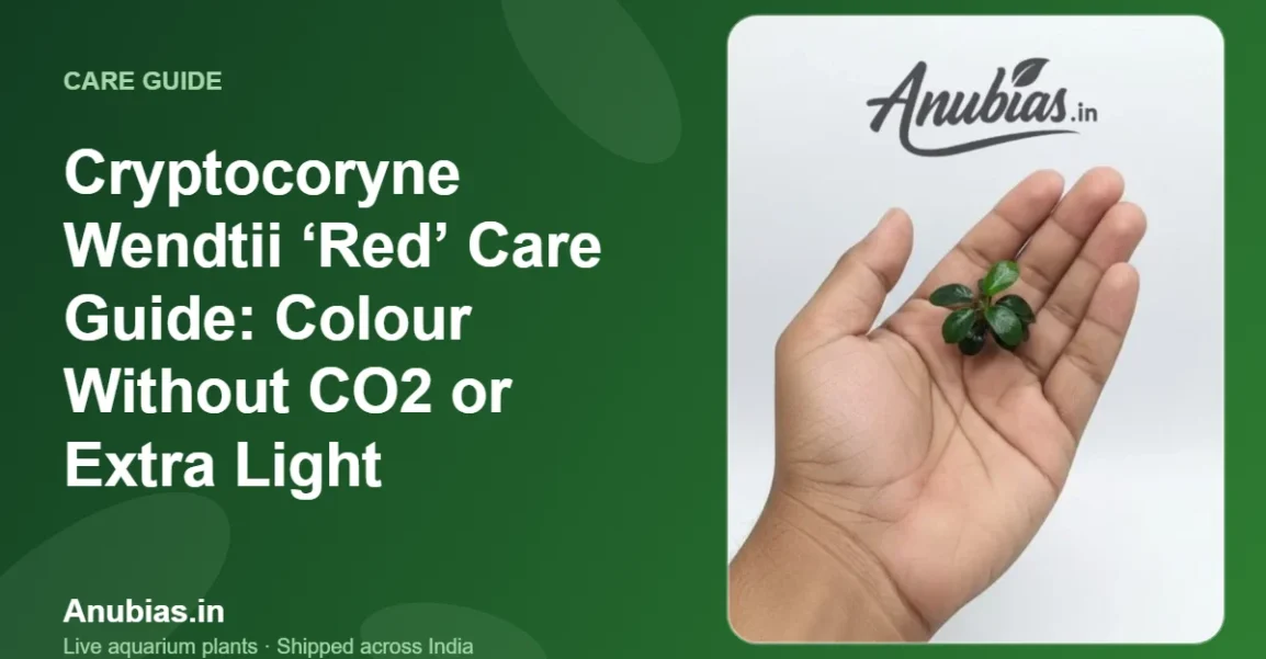 Cryptocoryne Wendtii ‘Red’ Care Guide: Colour Without CO2 or Extra Light – Anubias.in