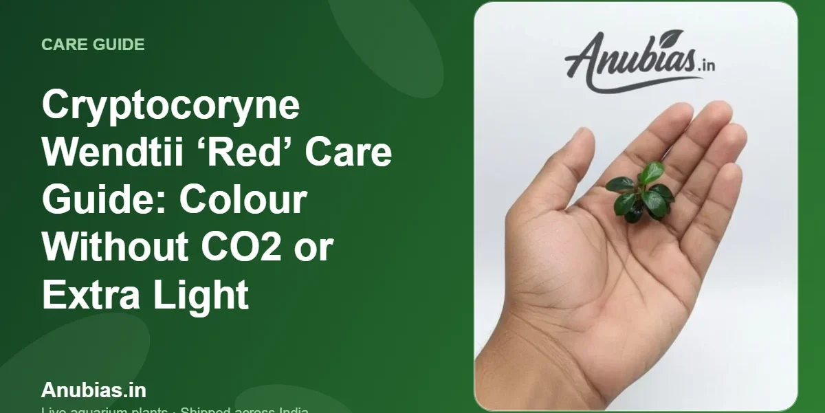Cryptocoryne Wendtii ‘Red’ Care Guide: Colour Without CO2 or Extra Light – Anubias.in