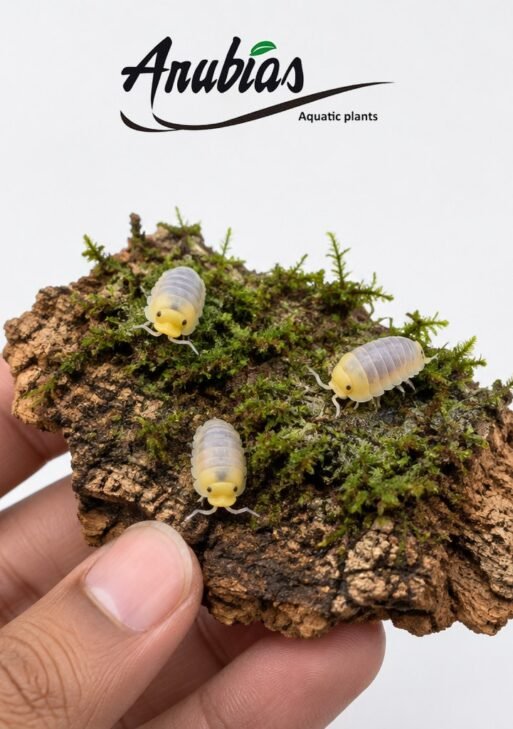 Cubaris sp. 'Rubber Ducky' Isopods