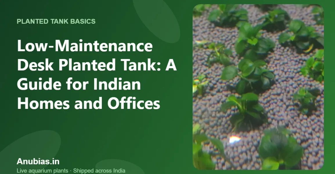 Low-Maintenance Desk Planted Tank: A Guide for Indian Homes and Offices – Anubias.in