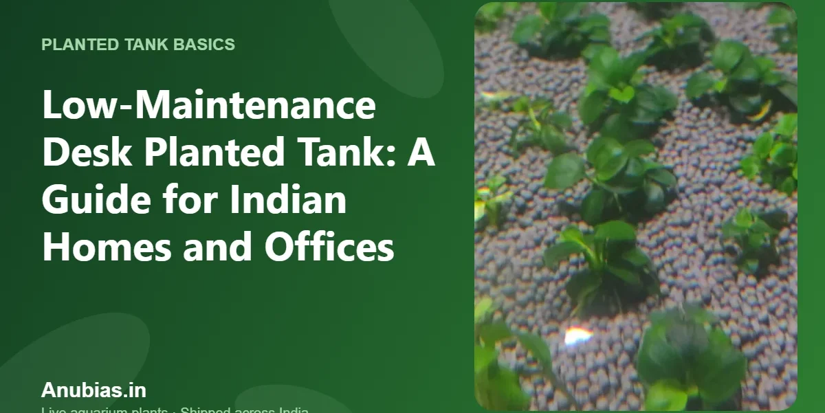 Low-Maintenance Desk Planted Tank: A Guide for Indian Homes and Offices – Anubias.in