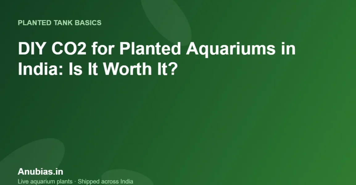 DIY CO2 for Planted Aquariums in India: Is It Worth It? – Anubias.in