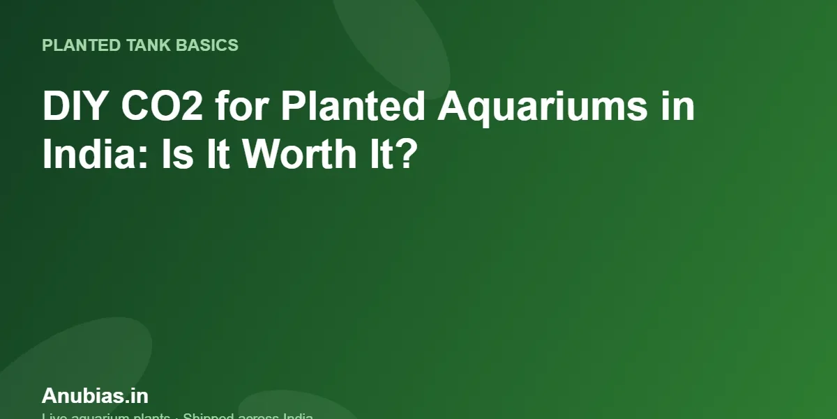 DIY CO2 for Planted Aquariums in India: Is It Worth It? – Anubias.in