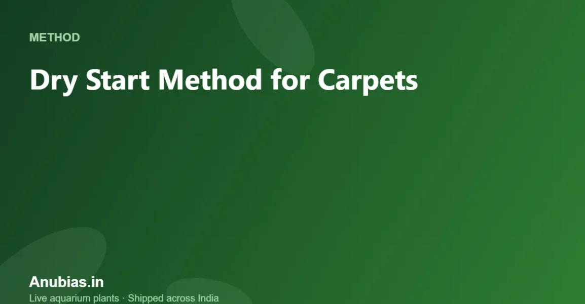 Dry Start Method for Carpets: Step-by-Step (India) – Anubias.in