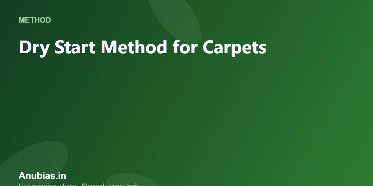 Dry Start Method for Carpets: Step-by-Step (India) – Anubias.in