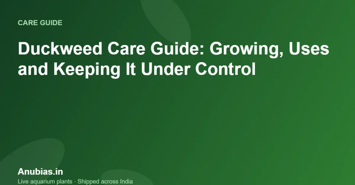 Duckweed Care Guide: Growing, Uses and Keeping It Under Control – Anubias.in