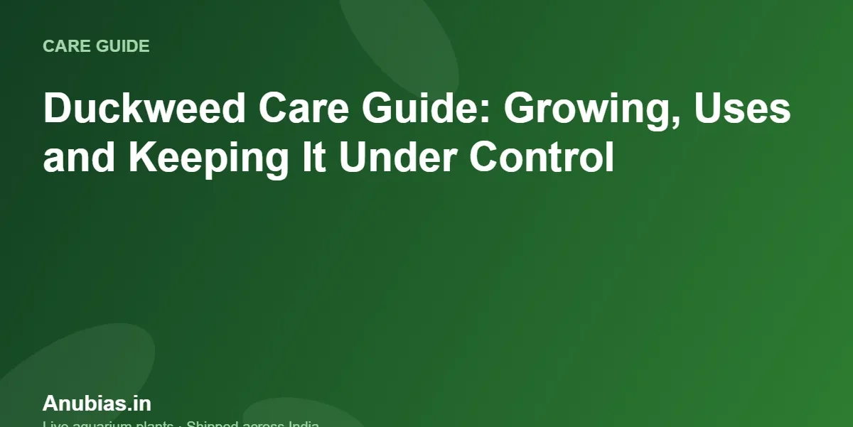 Duckweed Care Guide: Growing, Uses and Keeping It Under Control – Anubias.in