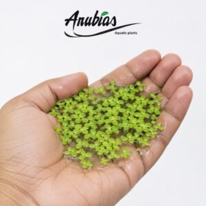 Duckweed (Lemna minor)