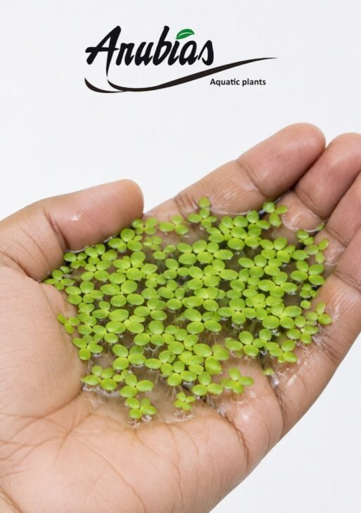 Duckweed (Lemna minor)
