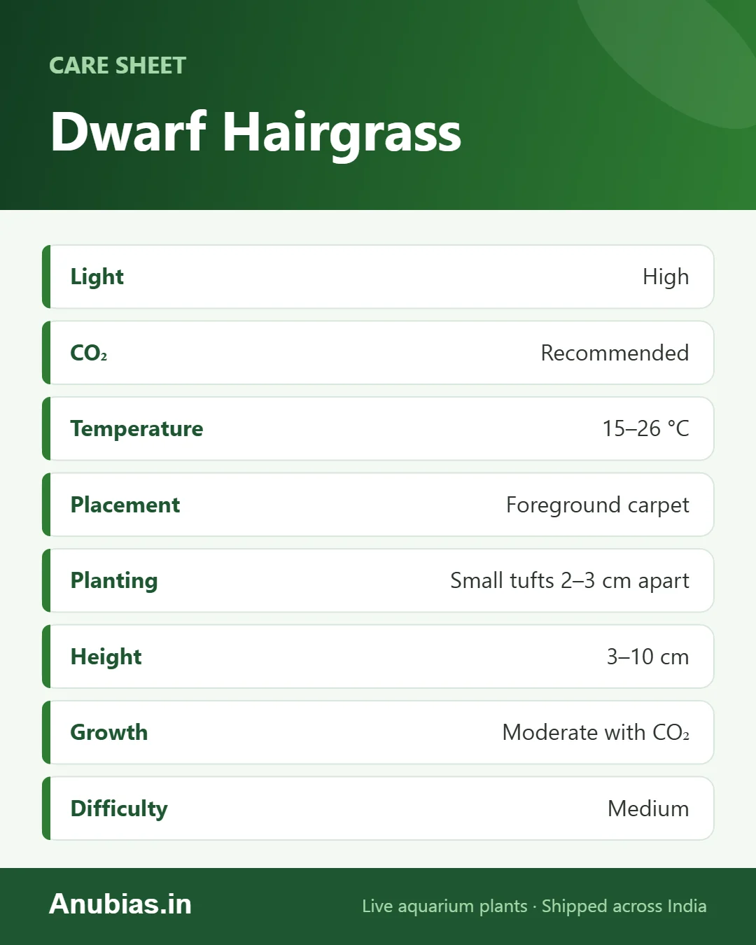 Dwarf Hairgrass care sheet: Placement, Planting, Height, Temperature and more