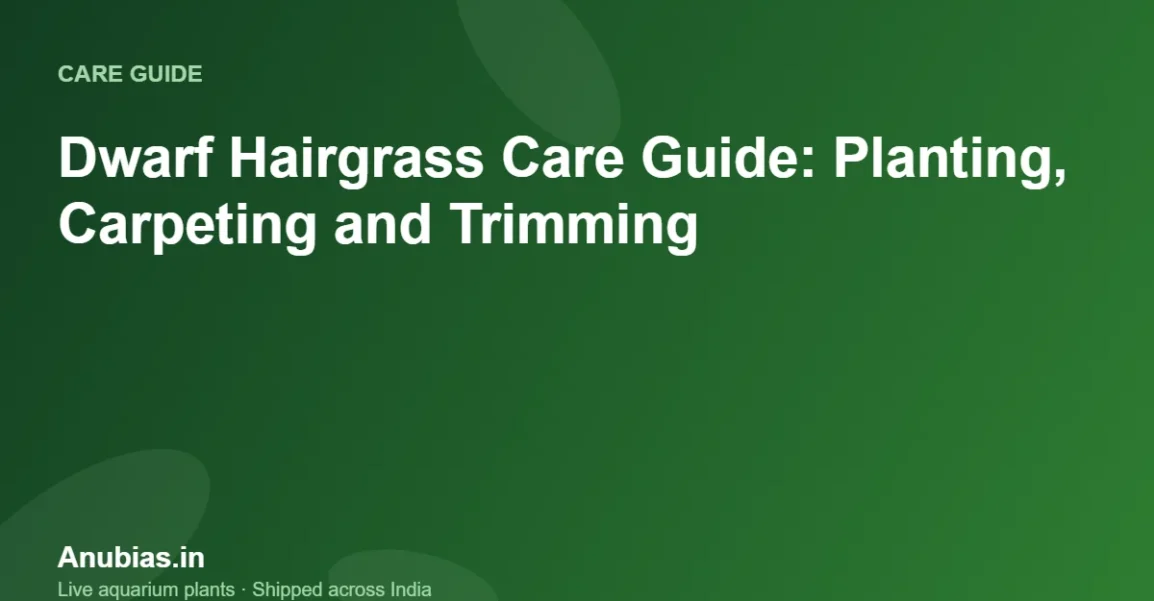 Dwarf Hairgrass Care Guide: Planting, Carpeting and Trimming – Anubias.in