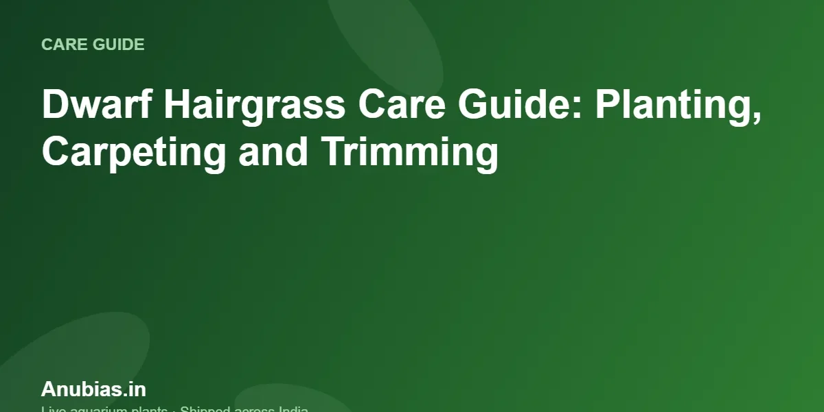 Dwarf Hairgrass Care Guide: Planting, Carpeting and Trimming – Anubias.in