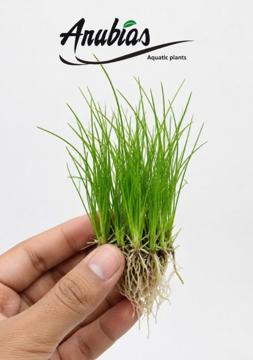Dwarf Hairgrass (Eleocharis sp.)