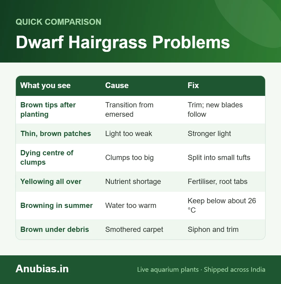 Dwarf hairgrass problems chart: browning, thinning, yellowing, heat and smothering with fixes