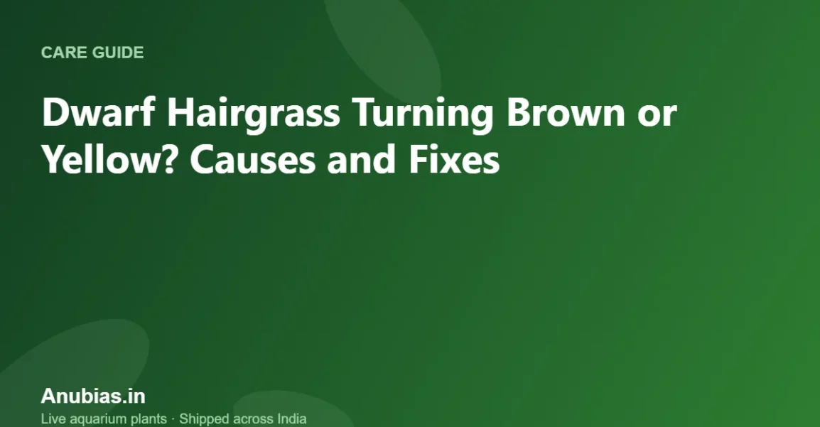 Dwarf Hairgrass Turning Brown or Yellow? Causes and Fixes – Anubias.in