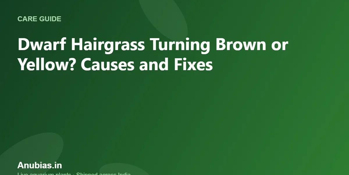 Dwarf Hairgrass Turning Brown or Yellow? Causes and Fixes – Anubias.in
