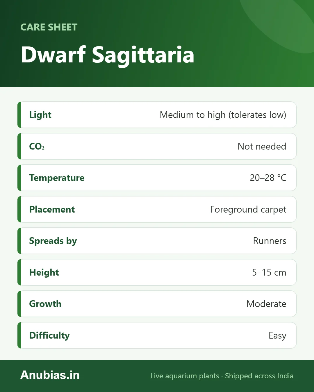 Dwarf Sagittaria care sheet: Light, CO₂, pH, Placement and more