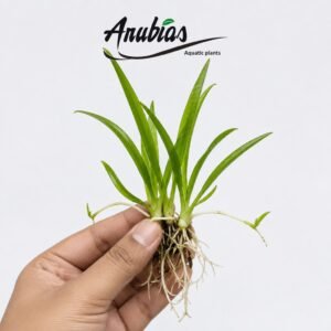 Dwarf Sagittaria (Sagittaria subulata)
