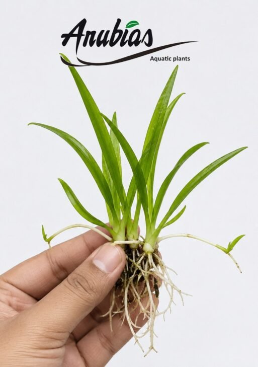 Dwarf Sagittaria (Sagittaria subulata)