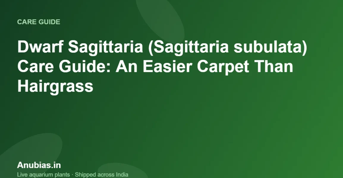 Dwarf Sagittaria (Sagittaria subulata) Care Guide: An Easier Carpet Than Hairgrass – Anubias.in