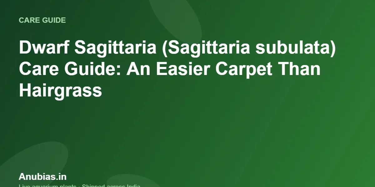 Dwarf Sagittaria (Sagittaria subulata) Care Guide: An Easier Carpet Than Hairgrass – Anubias.in