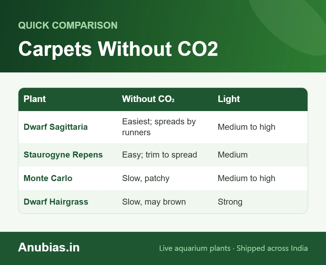 Chart comparing carpet plants without CO2: Dwarf Sagittaria, Staurogyne Repens, Monte Carlo and Dwarf Hairgrass