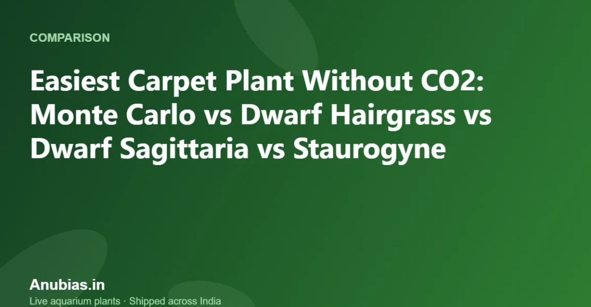 Easiest Carpet Plant Without CO2: Monte Carlo vs Dwarf Hairgrass vs Dwarf Sagittaria vs Staurogyne – Anubias.in