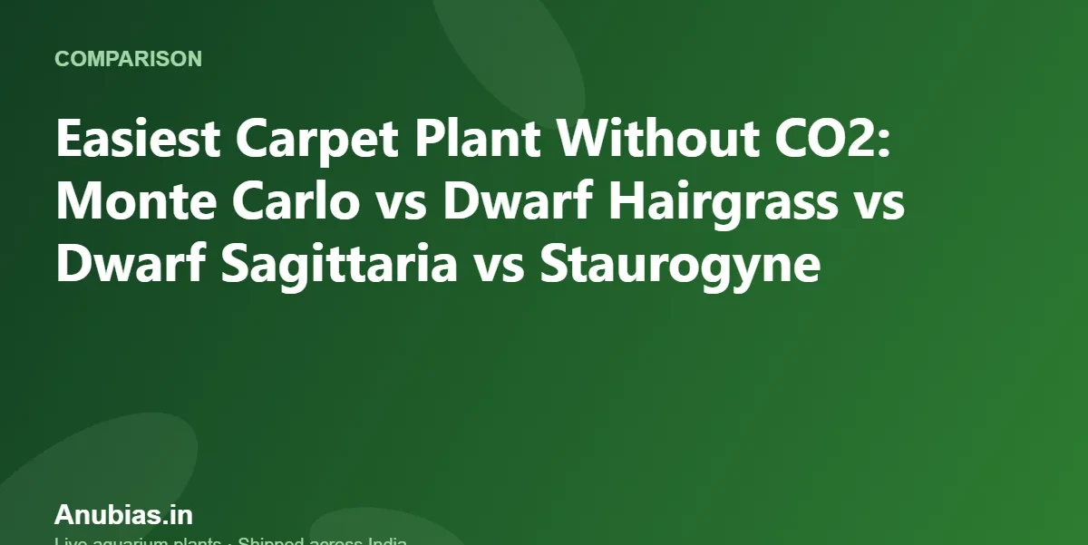 Easiest Carpet Plant Without CO2: Monte Carlo vs Dwarf Hairgrass vs Dwarf Sagittaria vs Staurogyne – Anubias.in