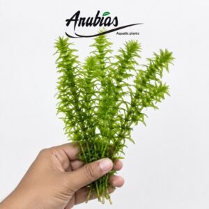 Egeria Densa (Anacharis)