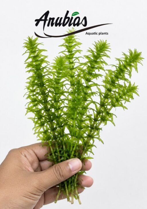 Egeria Densa (Anacharis)