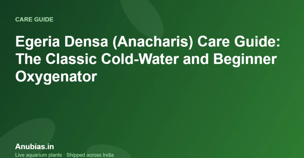 Egeria Densa (Anacharis) Care Guide: The Classic Cold-Water and Beginner Oxygenator – Anubias.in