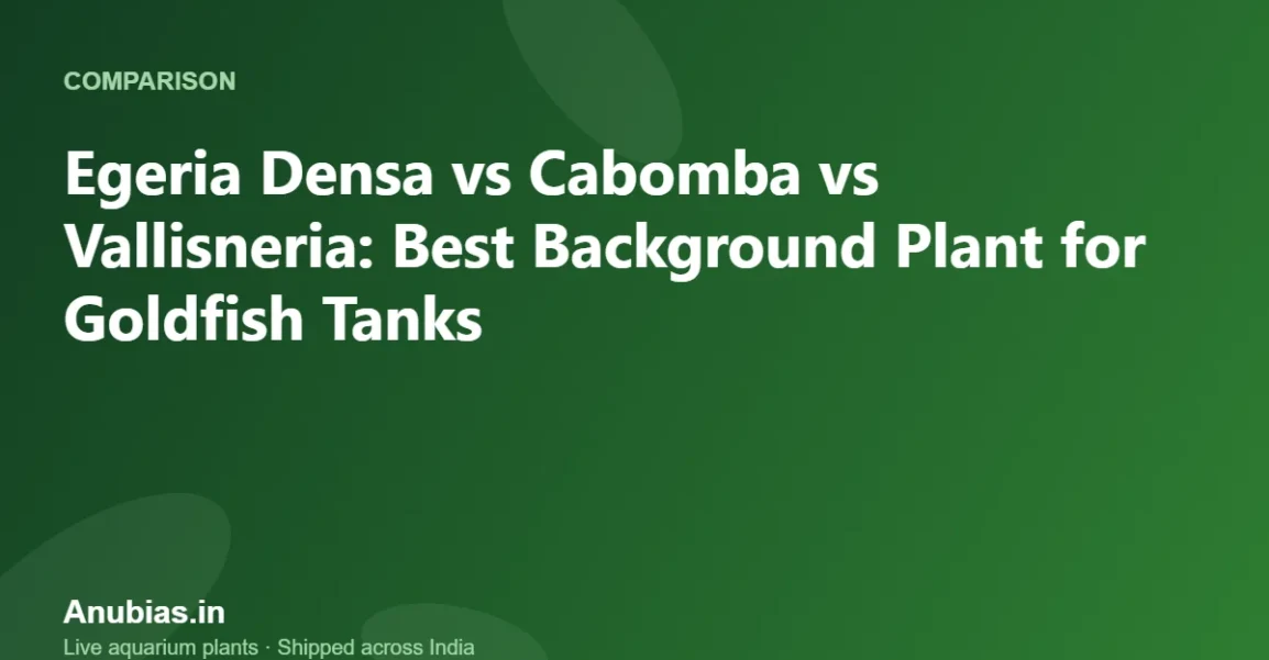 Egeria Densa vs Cabomba vs Vallisneria: Best Background Plant for Goldfish Tanks – Anubias.in
