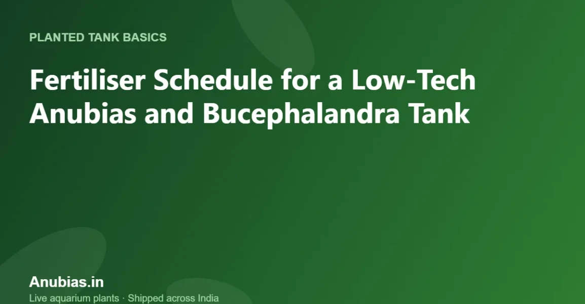 Fertiliser Schedule for a Low-Tech Anubias and Bucephalandra Tank – Anubias.in