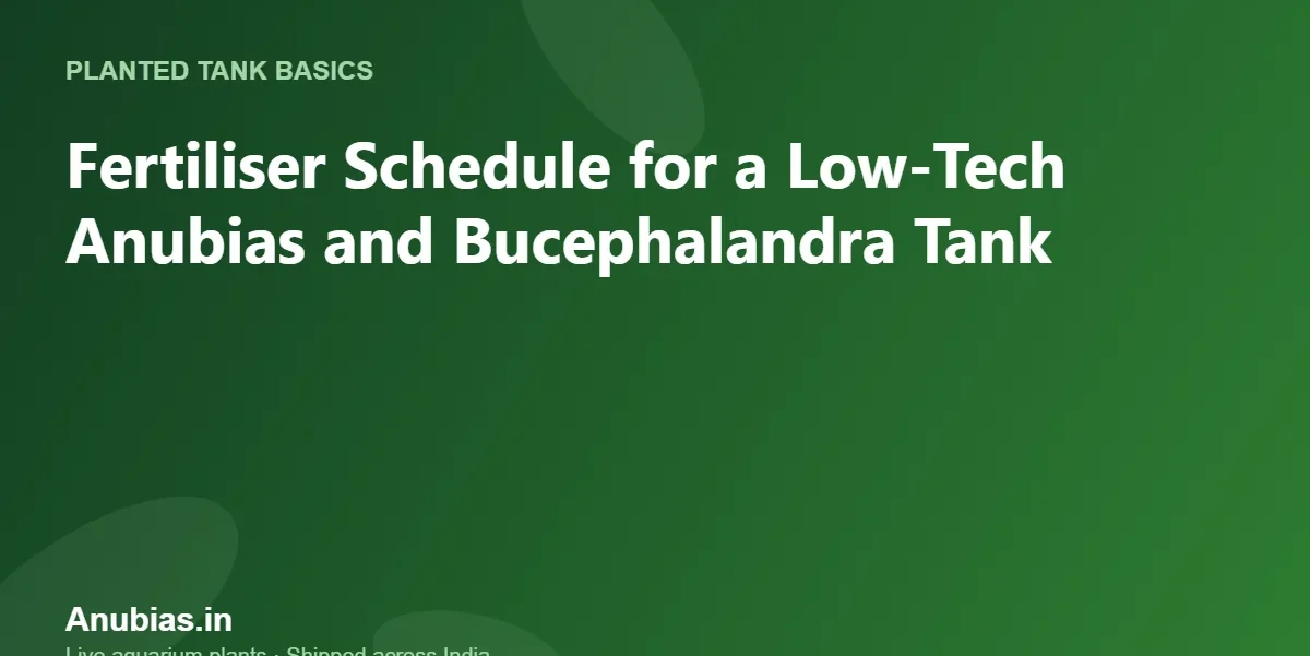 Fertiliser Schedule for a Low-Tech Anubias and Bucephalandra Tank – Anubias.in