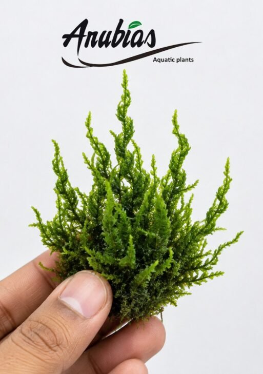 Flame Moss (Taxiphyllum sp. 'Flame')