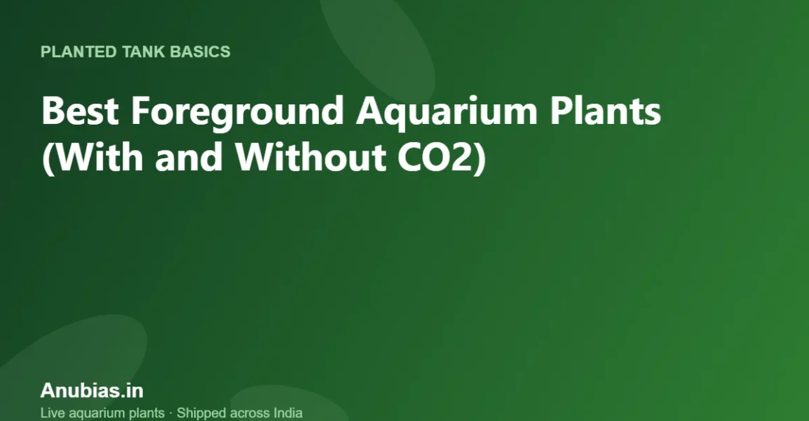 Best Foreground Aquarium Plants (With and Without CO2) – Anubias.in