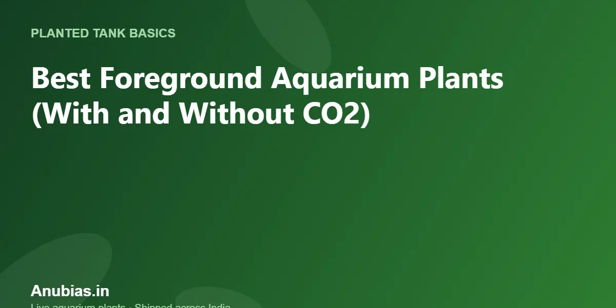 Best Foreground Aquarium Plants (With and Without CO2) – Anubias.in