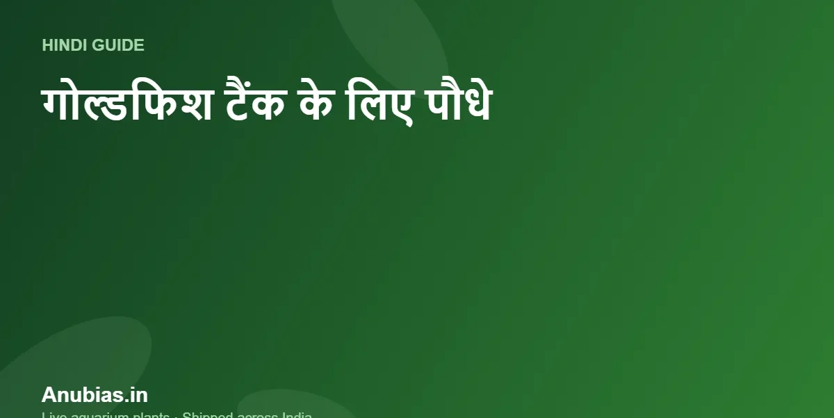 गोल्डफिश टैंक के लिए सबसे अच्छे पौधे (जो खाए न जाएं) Hindi गाइड – Anubias.in