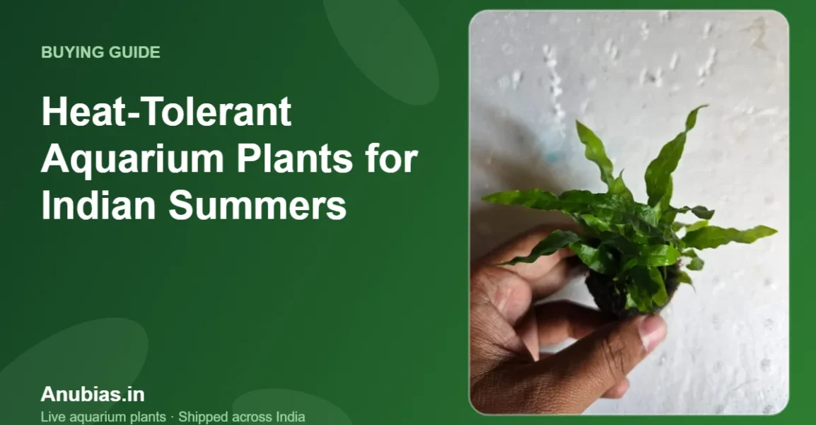 Heat-tolerant aquarium plants for Indian summers – Anubias.in