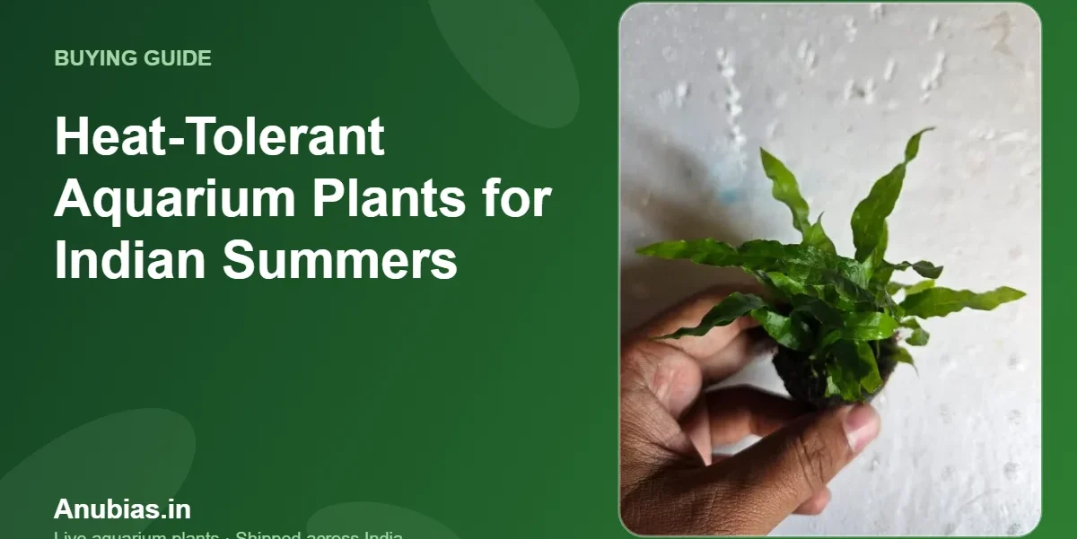 Heat-tolerant aquarium plants for Indian summers – Anubias.in