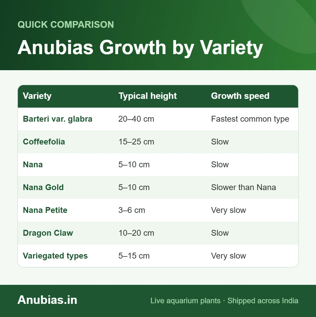 Anubias Growth by Variety chart: Typical height, Growth speed compared