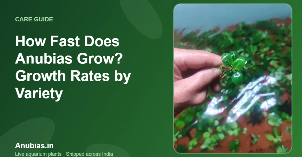 How Fast Does Anubias Grow? Growth Rates by Variety – Anubias.in