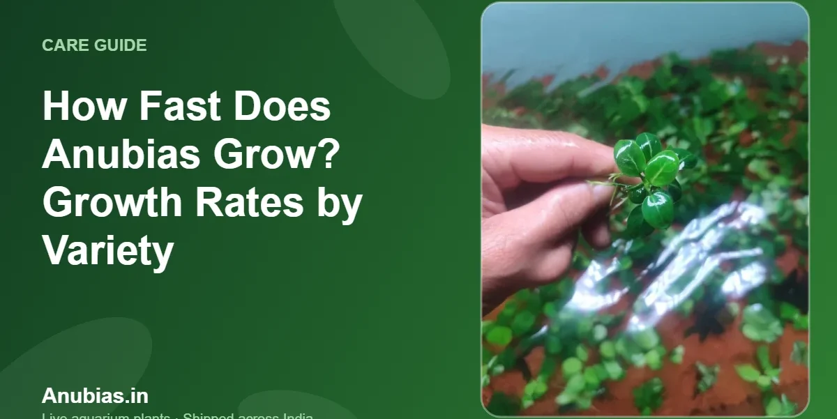 How Fast Does Anubias Grow? Growth Rates by Variety – Anubias.in