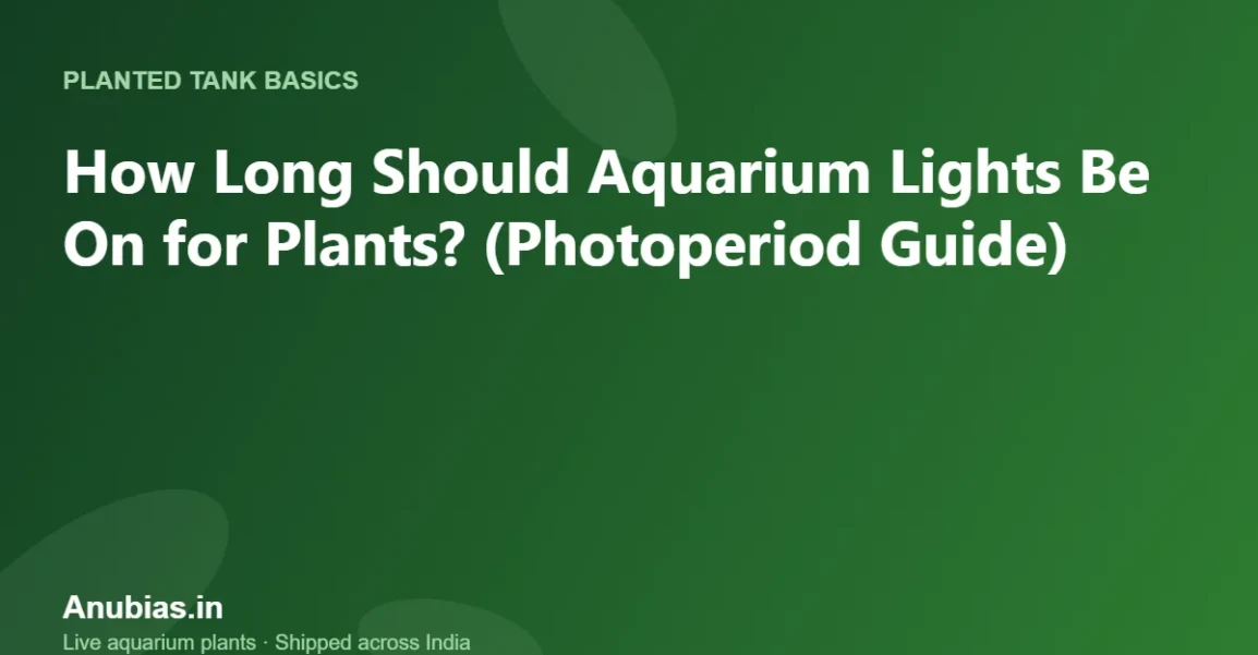 How Long Should Aquarium Lights Be On for Plants? (Photoperiod Guide) – Anubias.in