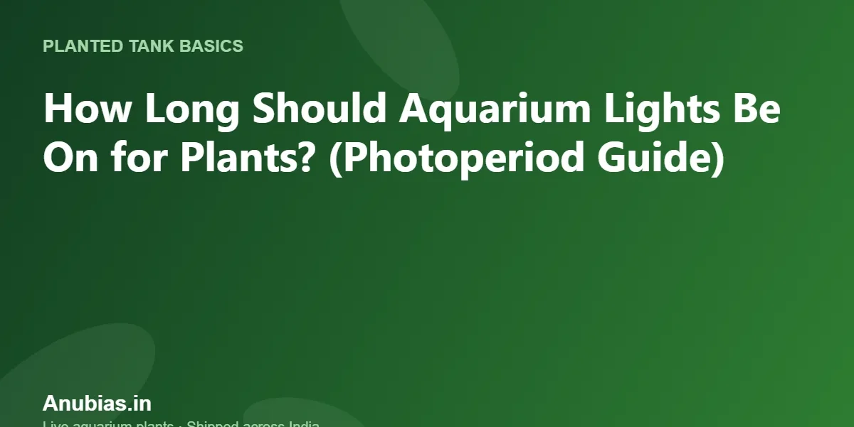 How Long Should Aquarium Lights Be On for Plants? (Photoperiod Guide) – Anubias.in