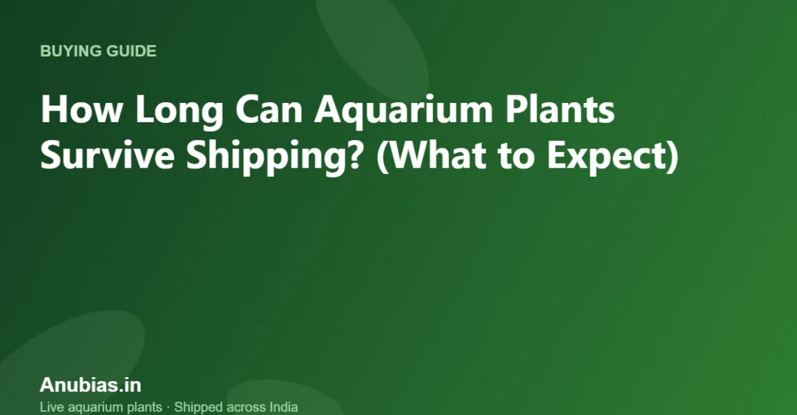 How Long Can Aquarium Plants Survive Shipping? (What to Expect) – Anubias.in