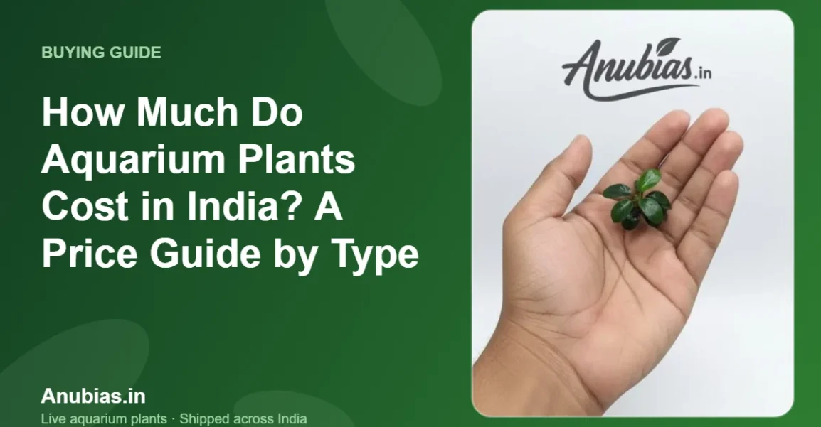 How Much Do Aquarium Plants Cost in India? A Price Guide by Type – Anubias.in
